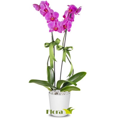 İndirimli Pembe Orkide