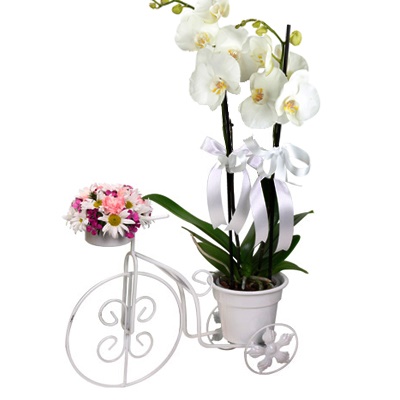 orkide plant 2