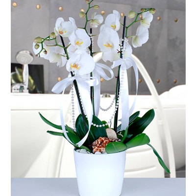 orkide 34
