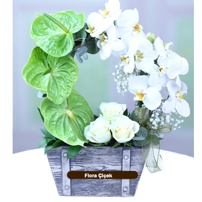 Beyaz orkide aranjman