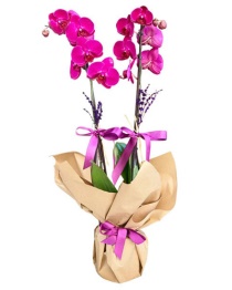 Pembe Orkide Gönder