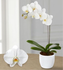 Lüksemburg orkide